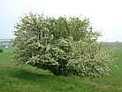 Apfelbaum